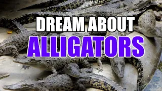 What Does It Mean When You Dream About Alligators? - Sign Meaning