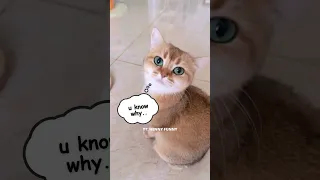 😻😸 CLAWS AND ORDER ❤️❤️ Funny Cat Videos, Cute Cat Video