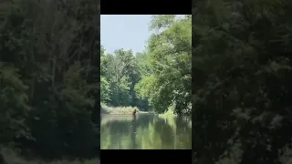 A Bigfoot Carrying a Baby or Animal Across River! | Squatch Watchers Shorts Rewind