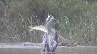 Heron swallows huge fish, then takes a drink to wash it down!