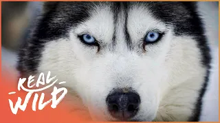 The Incredible Life Of A Sled Dog (Wildlife Documentary) | Natural Kingdom | Real Wild