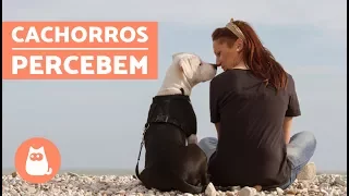 8 coisas que o seu cachorro sabe sobre você