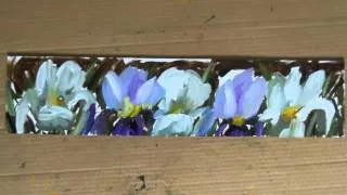Iris Oil Painting demo - how to paint w angela