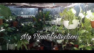 Vlog #72: My Plant Collection (May 13, 2021)