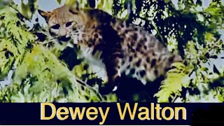 Bobcat Hunting Book; Dewey Walton Bobcat Hunting With Hounds; Leopard Cur Dogs Oregon Cascade Mts.