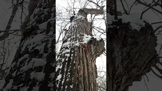 Очень робкий бельчонок / A very timid squirrel