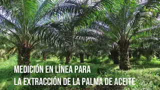 Medición en línea para la extracción de la palma de aceite - TvAgro por Juan Gonzalo Angel Restrepo