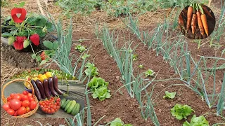 Plant these plants next to onions as protection against pests and diseases