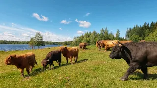 Three Young Highland Cattle Bulls Meet The Old Bulls First Time