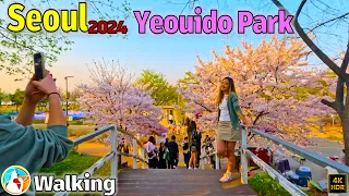 Seoul 2024 Cherry Blossom | Yeouido Hangang Park | Best Place to Visit in Korea 4K HDR 60FPS