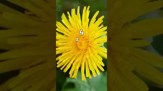 5 Convincing Reasons To Eat Dandelion Flowers | Medicinal Plant | Blissed Zone