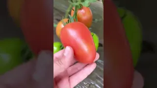 Kongo F1 🍅