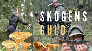 Bäcköring och kantareller / Jakten på Skogens guld