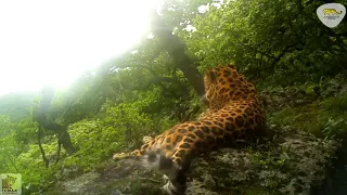 Отдых дальневосточного леопарда  Amur leopard relaxation