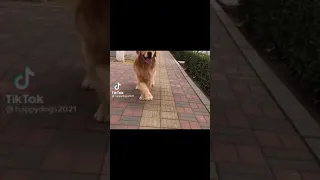 perfext dog catwalk