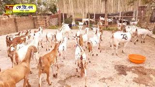 Barbari Goat Details | Barbari Goat Farm in West Bengal