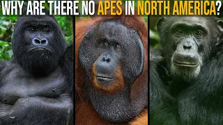 Why Are There No Apes In North America?