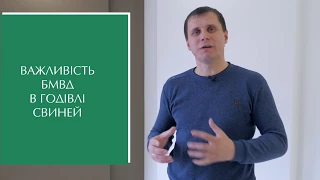 Важливість БМВД у годівлі свиней / Важность БМВД в кормлении свиней