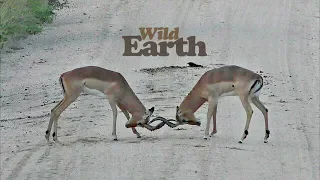 WildEarth - Sunset Safari - 29 April 2020