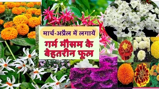 Top 15 Summer flowering plants tobring home! Best flowering plantsof Summer in India