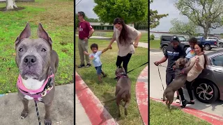 Dog Reunited With Owner After Spending 301 Days in Austin Shelter