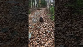 Dad getting chased by a beaver