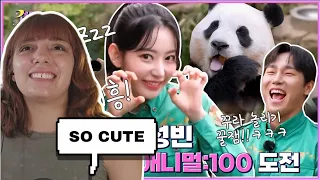 Sakura X Yun SungBin! Animal: 100 Challenge with Fu Bao, Tiger and T Express! | LE SSERAFIM REACTION