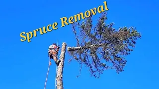 Spruce removal