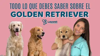 TODO LO QUE DEBES SABER SOBRE EL GOLDEN RETRIEVER | Comportamiento y Salud - Lauvet