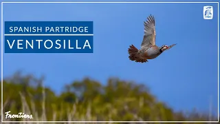 Spanish Partridge Shooting, Ventosilla Palace