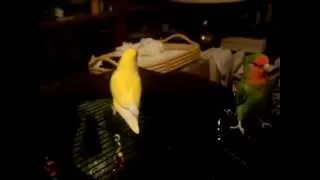 Big Bird and Peepers lovebird mating dance 3