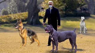 Какие собаки охраняют дом президента США Джо Байдена.