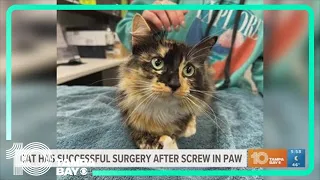 Cat found with screw in paw will soon be available for adoption