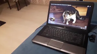 Реакция на видео "Включи этот звук своему коту"