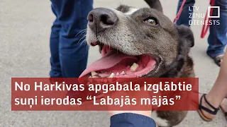 No Harkivas apgabala izglābtie suņi ierodas “Labajās mājās”