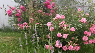 Праздник цветения роз в нашем саду Симпати, Абрахам Дерби, Пьер де Ронсар, Парад, Вайлдив