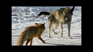 Brave fox fights off a pack of stray dogs!!!