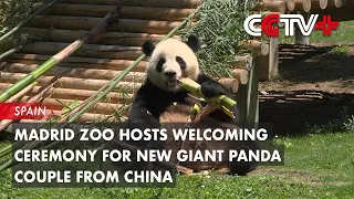 Madrid Zoo Hosts Welcoming Ceremony for New Giant Panda Couple from China