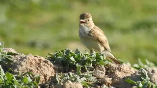 Çorak Toygarı Gaziantep/Nizip