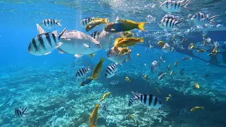 【小笠原諸島】兄島海域公園🐠🐠🐠