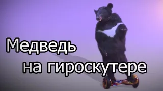 медведь на гироскутере, bear travels on a Hoverboard