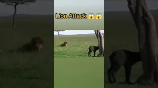 Lion Attacks a Goat! 😱 #shorts #youtubeshorts #animalshorts #viral