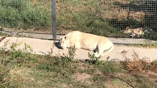 Львица продолжает опекать малышей! Тайган