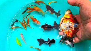 TOP Videos-Find cute balloon oranda, ngel, betta, goldfifh, tetra, molly, koi, gupper, black moor