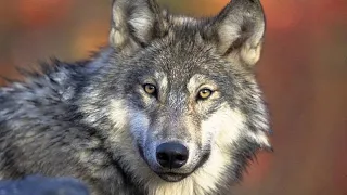 Belgian farmers call for weaker protection of wolves, as environmentalists want greater