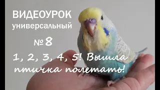 🎧 Учим попугая говорить. Урок 8: "1, 2, 3, 4, 5! Вышла птичка полетать!"