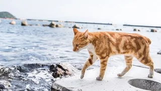 The Truth About Cat Island
