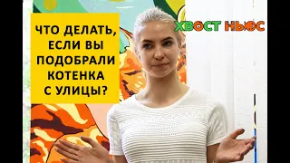 Что делать, если вы подобрали котенка с улицы?