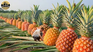 The Most Modern Agriculture Machines That Are At Another Level, How To Harvest Pineapples In Farm 3