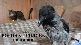 Ворона и Голубь на диване